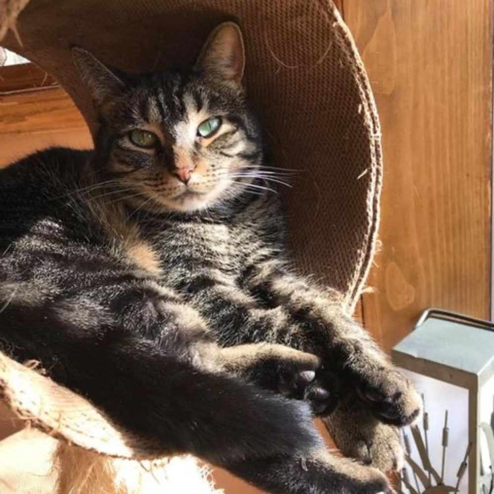 Meet your Posher, Frances